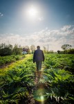 Castraure farmer between the artichoke plants