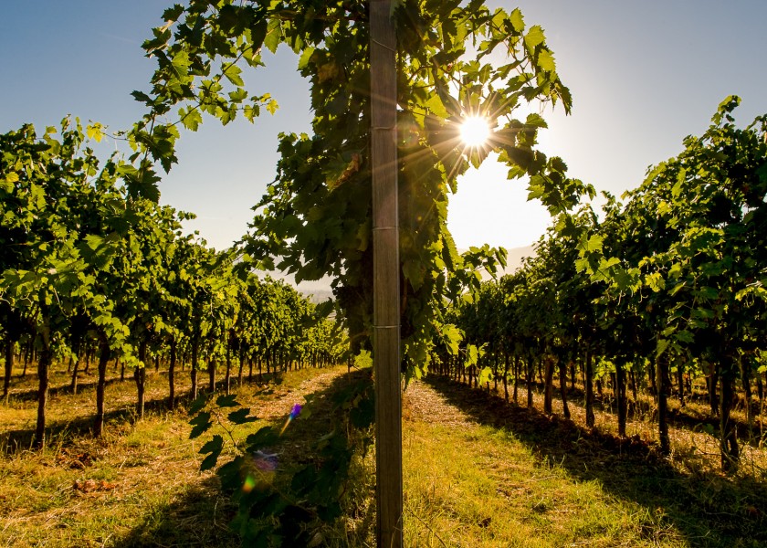 Vineyard Cantina Capari