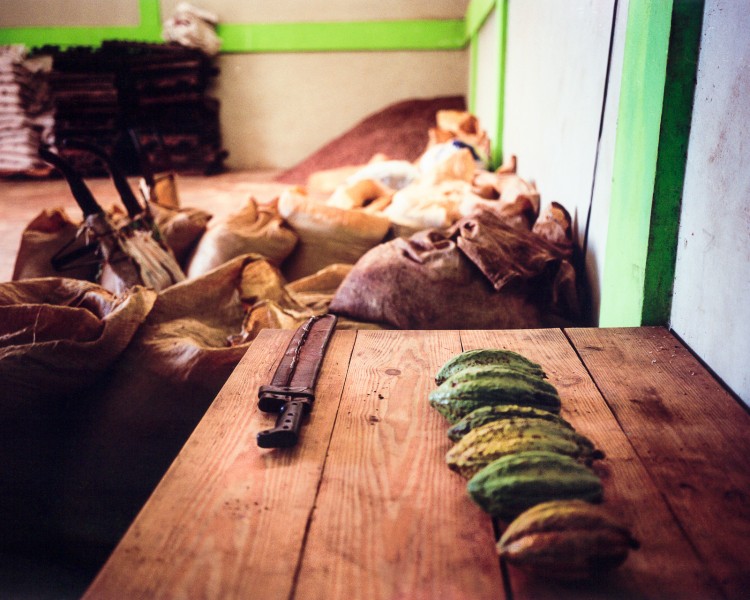 Inside cocoa cooperative