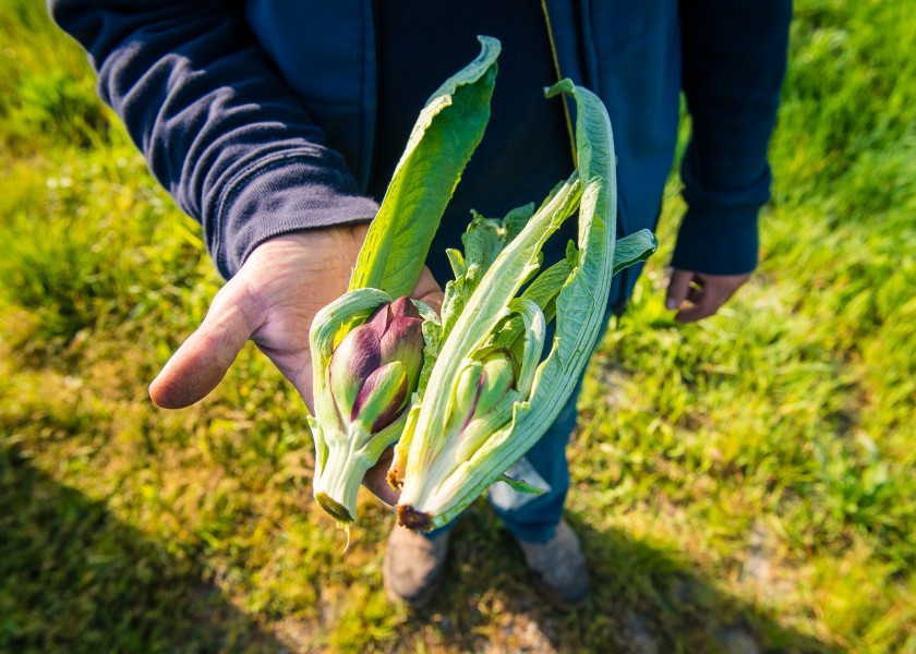 Castraure di Sant' Erasmo